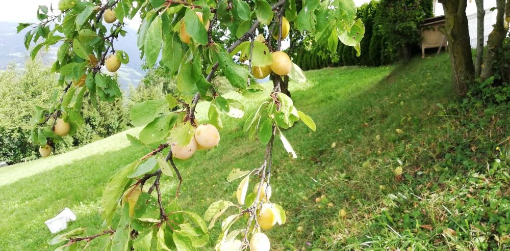 Seasonal fruit
