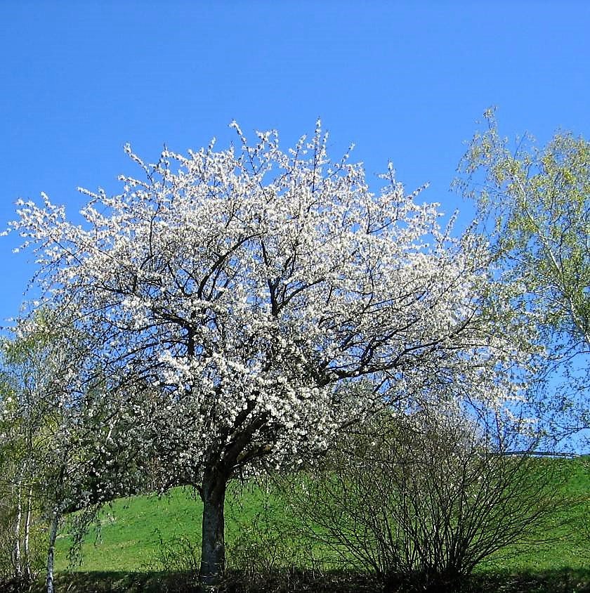 Kirschblüte