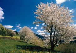 Il risveglio della primavera in montagna